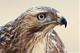 Red-tailed Hawk